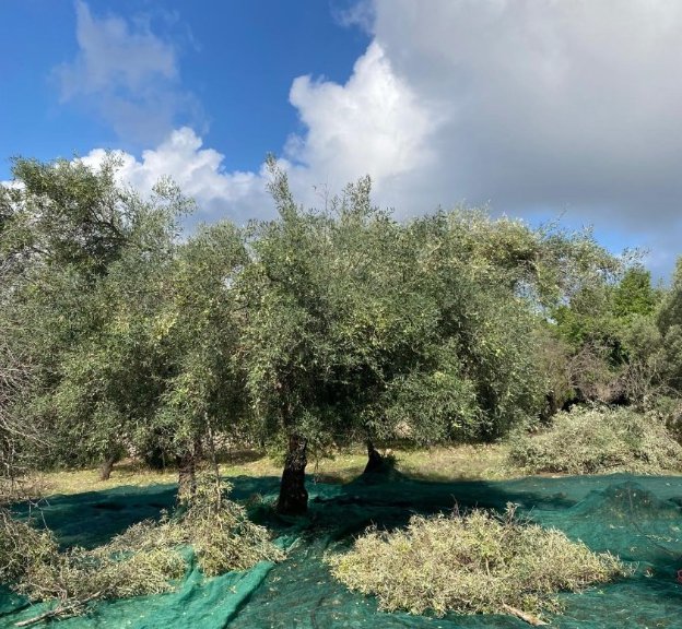 Olijfbomen op ons land, met de oogstnetten eronder