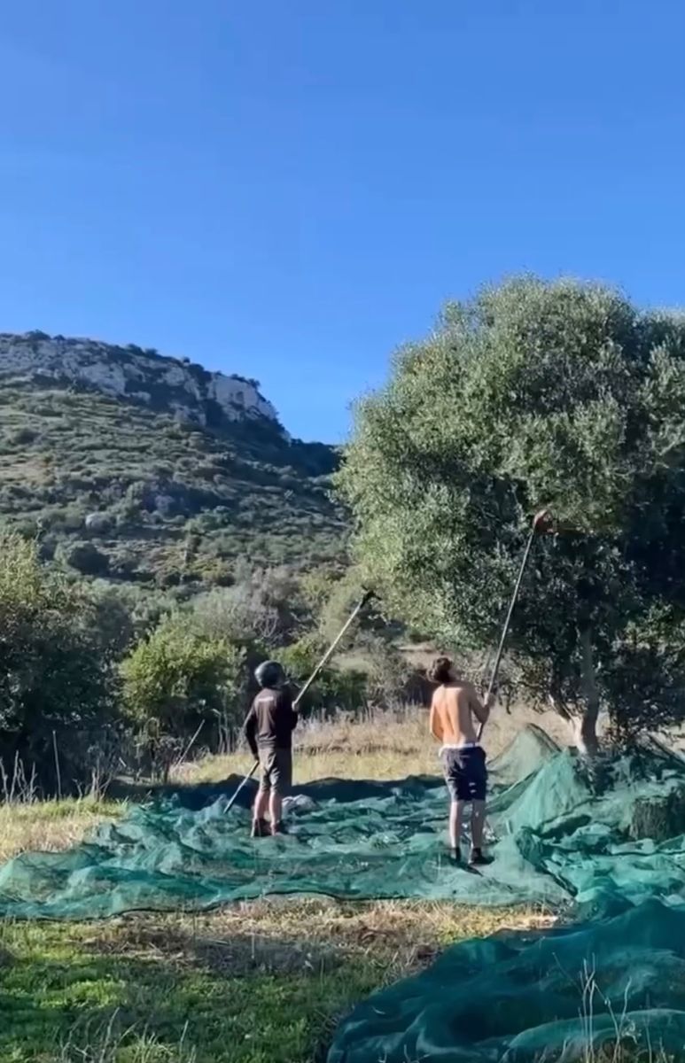 Bram en een vriend oogsten olijven met lange stokken boven de netten