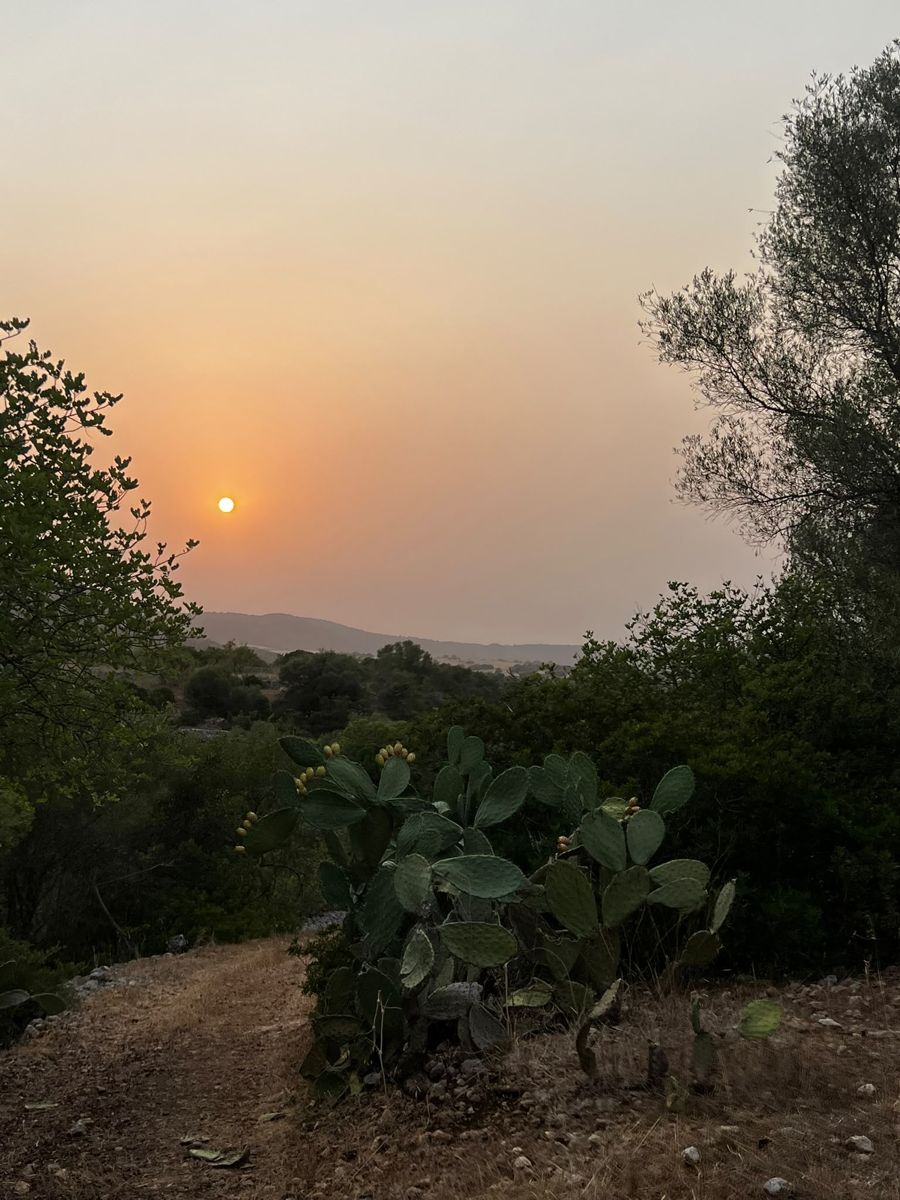 Zonsondergang boven het land, met cactussen op de voorgrond